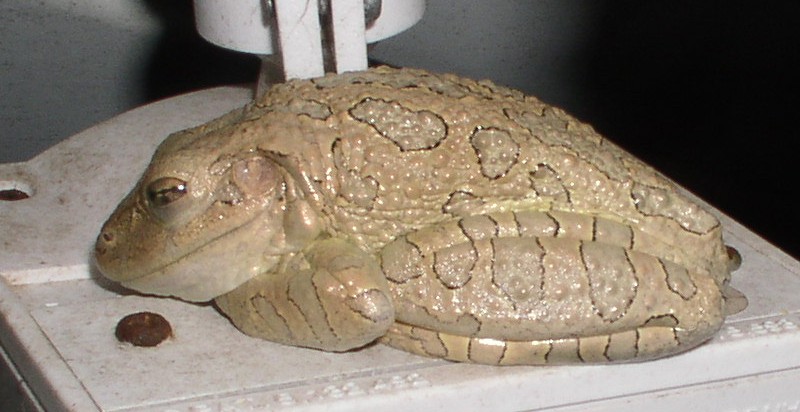 Cuban Tree Frog
