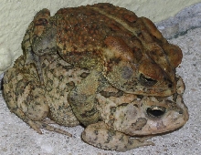 Southern Toads