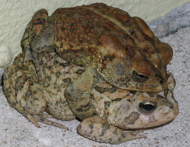 Southern Toads