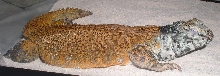 morrocan uro
