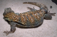 sudanese breeder