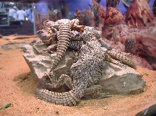 ornates and solmali uromastyx