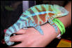 chameleon