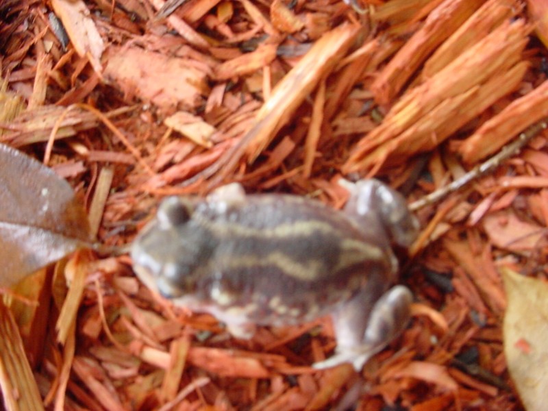 What is this frog called?