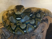 Reticulatus