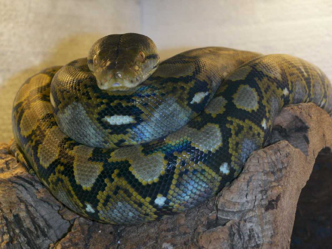 Reticulatus