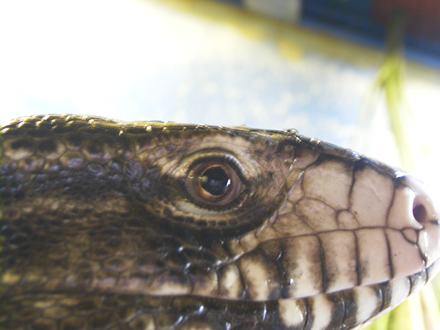 Male