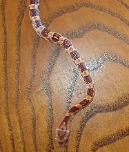 my snake