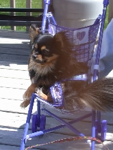 MY BABY "MACINTOSH"
