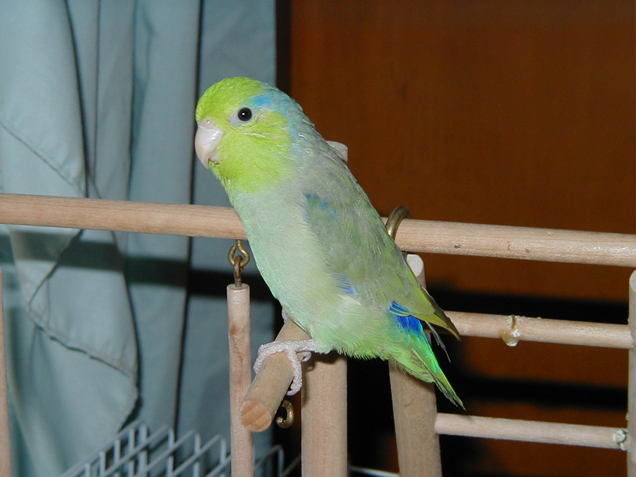 MY SWEET SAMMI