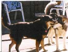 baxter and casey
