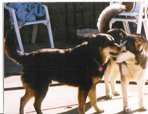 baxter and casey