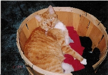 Cinnamon