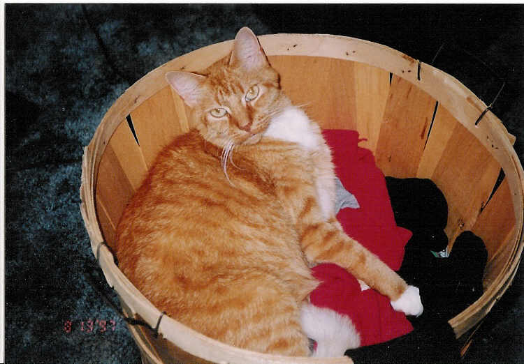 Cinnamon
