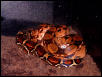 Female constrictor