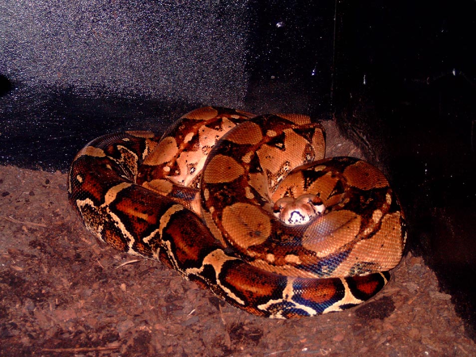Female constrictor