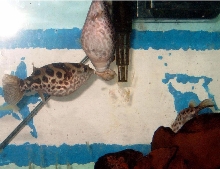 T. fluviatilis