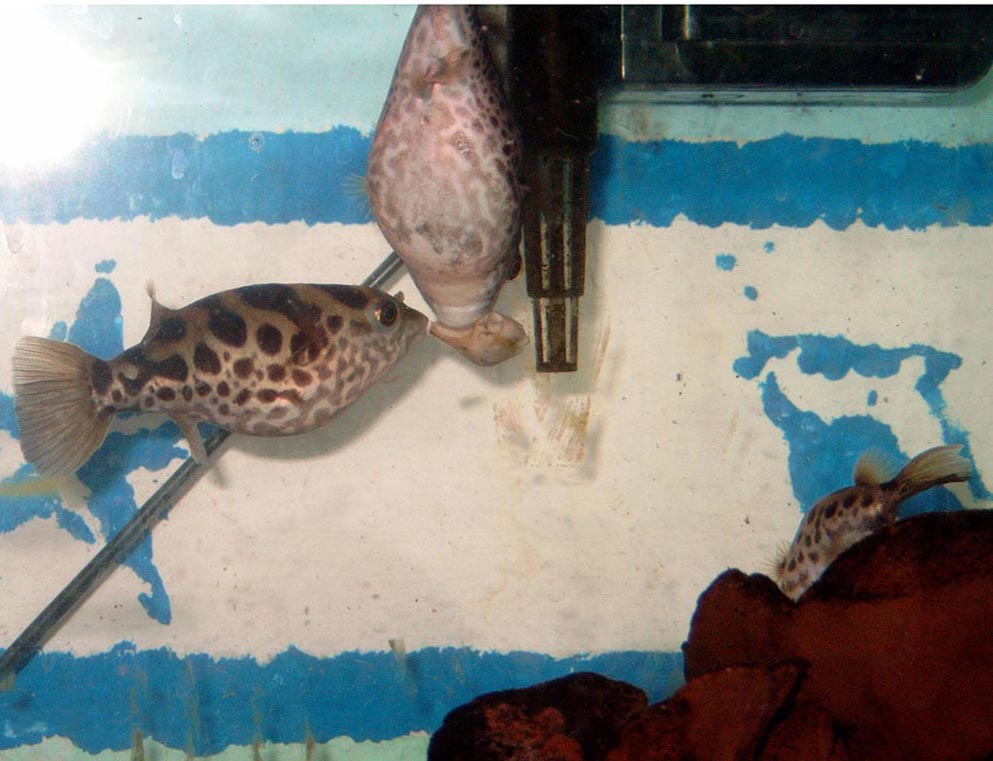 T. fluviatilis