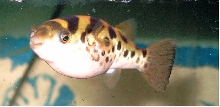 Tetraodon fluviatilis