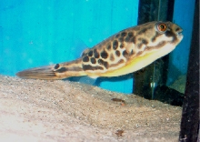 Tetraodon mbu