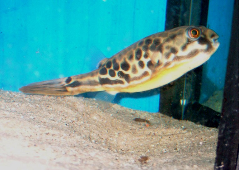 Tetraodon mbu