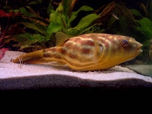 Big T. lineatus