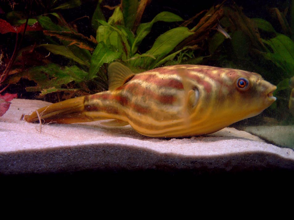 Big T. lineatus