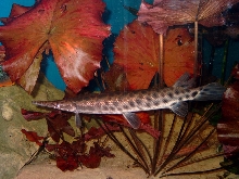 Lepisosteus oculatus