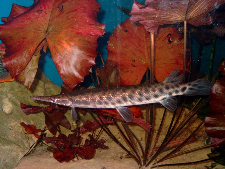 Lepisosteus oculatus