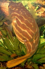 Tetraodon lineatus