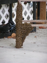 the swarm