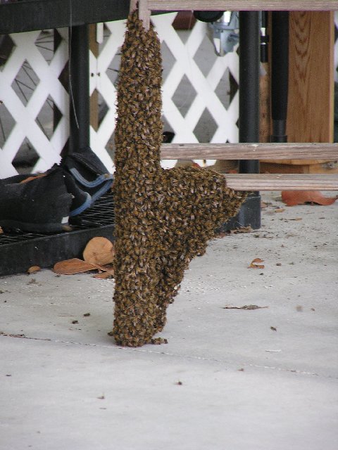 the swarm