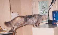 inspektor shorty
