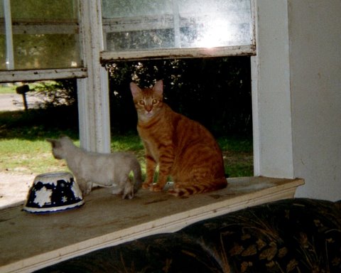Caleb and Willow