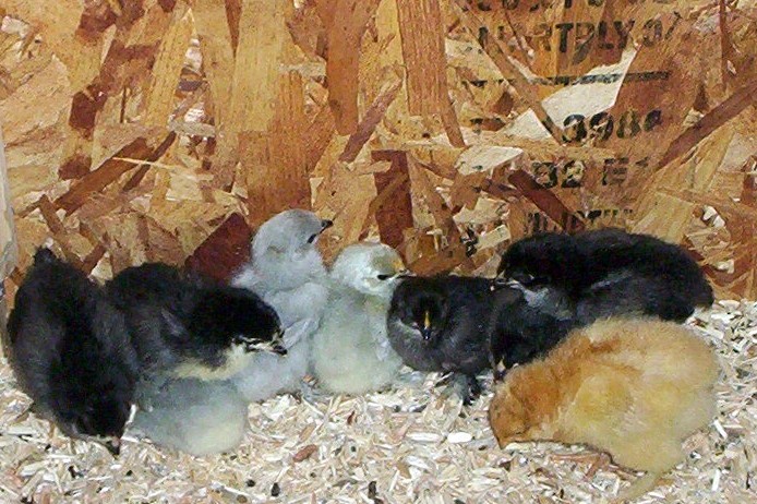 My new chicks