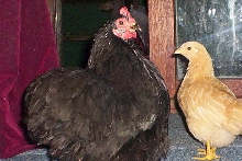 Black pekin