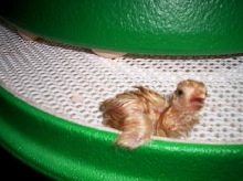 3 mins old chick !