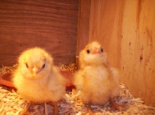 2 chicks !!!
