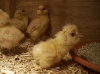Chamoise Poland Chick