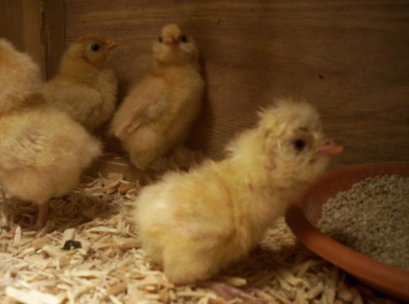 Chamoise Poland Chick