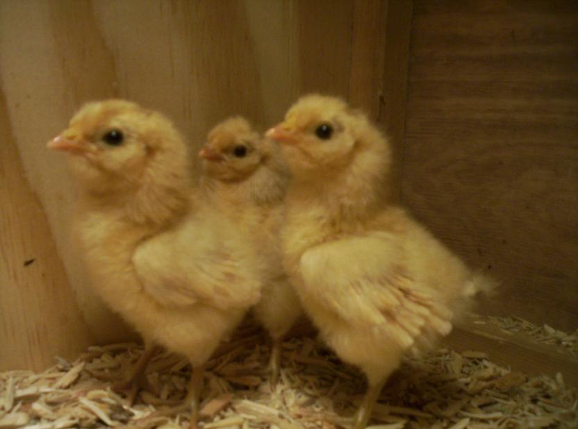 48 hour old mix breed frizzle chicks