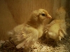 frizzle chicks