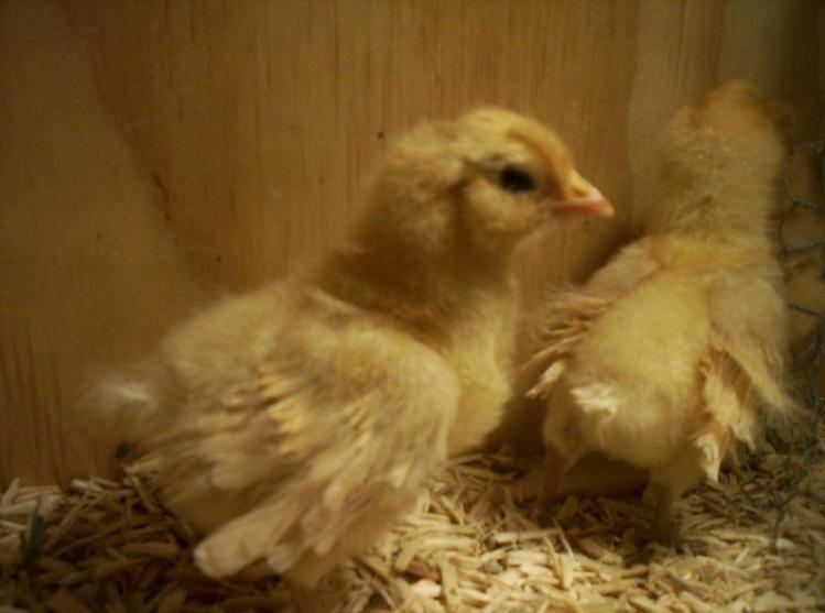 frizzle chicks