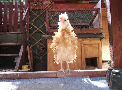 frizzle boy !