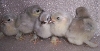 lavender pekin chicks