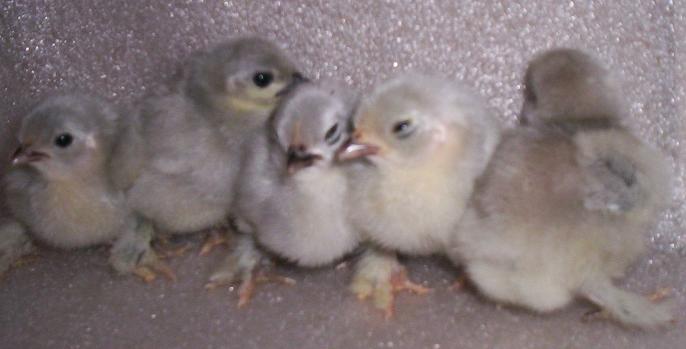 lavender pekin chicks