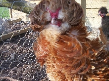 Bad hair day !!