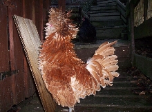 Chamoise poland frizzle roo
