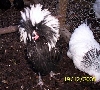 WC Black poland cockerel