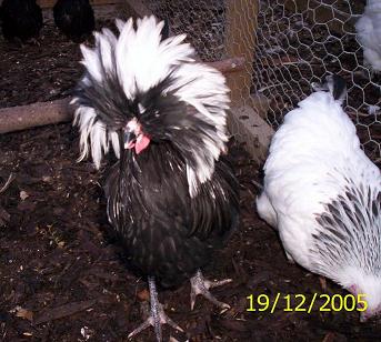 WC Black poland cockerel